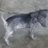 Astolpho18
