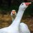 GooseFut