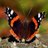 butterflywngs17