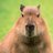 capivara_leiga