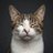 imkevinthecat