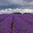 lavenderroute
