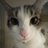 lucas_flop10296