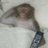 macaco_perigoso